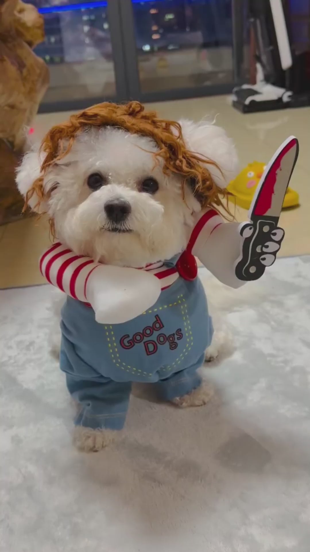 Déguisement pour Chien